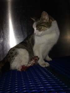 THE CAT WITH CRUSHED LEGS