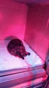 Abandoned and hit by a car!