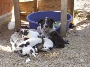 Rest in peace, our beloved BIANCA 