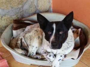 <h3>S.O.S. Dog hit by train</h3>