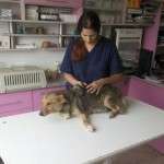 Dogs rescued from the streets and roads