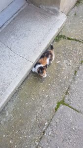 A kitten thrown out the window